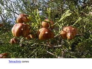 Tetraclinis cones
 