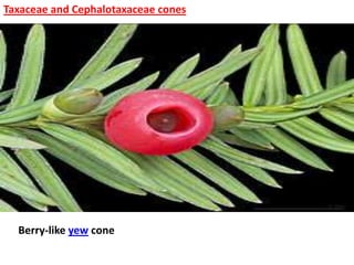 Taxaceae and Cephalotaxaceae cones
Berry-like yew cone
 