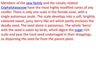 Members of the yew family and the closely related
Cephalotaxaceae have the most highly modified cones of any
conifer. There is only one scale in the female cone, with a
single poisonous ovule. The scale develops into a soft, brightly
coloured sweet, juicy, berry-like aril which partly encloses the
deadly seed. The seed alone is poisonous. The whole 'berry'
with the seed is eaten by birds, which digest the sugar-rich
scale and pass the hard seed undamaged in their droppings,
so dispersing the seed far from the parent plant.
 