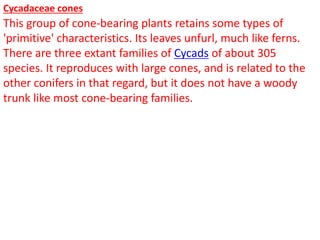 Cycadaceae cones
This group of cone-bearing plants retains some types of
'primitive' characteristics. Its leaves unfurl, much like ferns.
There are three extant families of Cycads of about 305
species. It reproduces with large cones, and is related to the
other conifers in that regard, but it does not have a woody
trunk like most cone-bearing families.
 