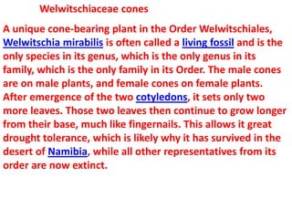 Welwitschiaceae cones
A unique cone-bearing plant in the Order Welwitschiales,
Welwitschia mirabilis is often called a living fossil and is the
only species in its genus, which is the only genus in its
family, which is the only family in its Order. The male cones
are on male plants, and female cones on female plants.
After emergence of the two cotyledons, it sets only two
more leaves. Those two leaves then continue to grow longer
from their base, much like fingernails. This allows it great
drought tolerance, which is likely why it has survived in the
desert of Namibia, while all other representatives from its
order are now extinct.
 