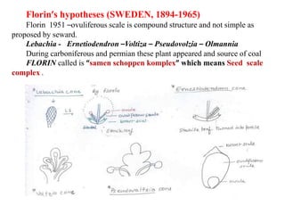 Florin’s hypotheses (SWEDEN, 1894-1965)
Florin 1951 –ovuliferous scale is compound structure and not simple as
proposed by seward.
Lebachia - Ernetiodendron –Voltiza – Pseudovolzia – Olmannia
During carboniferous and permian these plant appeared and source of coal
FLORIN called is “samen schoppen komplex” which means Seed scale
complex .
 
