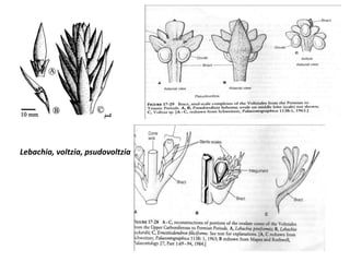 Lebachia, voltzia, psudovoltzia
 