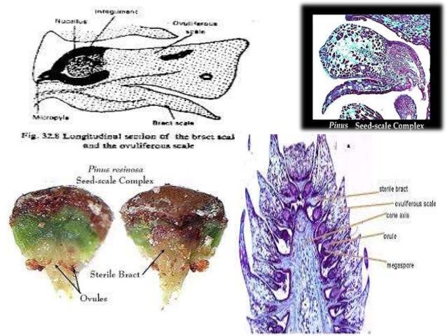 SEED SCALE COMPLEX GYMNOSPERMS