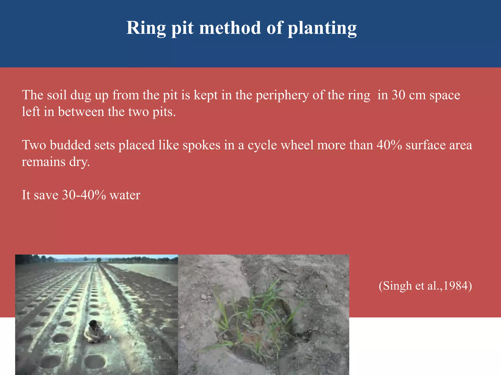 The soil dug up from the pit is kept in the periphery of the ring in 30 cm space
left in between the two pits.
Two budded sets placed like spokes in a cycle wheel more than 40% surface area
remains dry.
It save 30-40% water
(Singh et al.,1984)
Ring pit method of planting
 