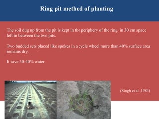 The soil dug up from the pit is kept in the periphery of the ring in 30 cm space
left in between the two pits.
Two budded sets placed like spokes in a cycle wheel more than 40% surface area
remains dry.
It save 30-40% water
(Singh et al.,1984)
Ring pit method of planting
 