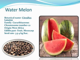Water Melon
Botanical name- Citrullus
Lanatus
Family- Cucurbitaceous
Chromosome number-22
Origin-West Africa
Edible part- Fruit, Mesocarp
Seed rate- 3.5-4 kg/hac.
 