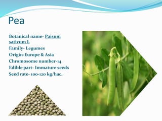 Pea
Botanical name- Paisum
sativum L
Family- Legumes
Origin-Europe & Asia
Chromosome number-14
Edible part- Immature seeds
Seed rate- 100-120 kg/hac.
 