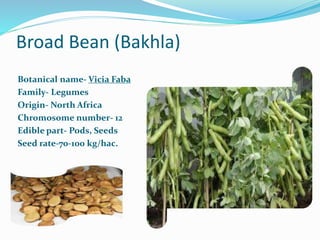 Broad Bean (Bakhla)
Botanical name- Vicia Faba
Family- Legumes
Origin- North Africa
Chromosome number- 12
Edible part- Pods, Seeds
Seed rate-70-100 kg/hac.
 