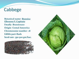 Cabbege
Botanical name- Brassica
Oleracea V. Capitata
Fmaily- Brassiceace
Origin- Cental Ameerica
Chromosome number- 18
Edible part-Buds
Seed rate- 350-500 gm/hac.
 
