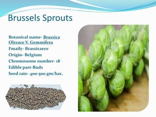 Brussels Sprouts
Botanical name- Brassica
Olerace V. Gemmifera
Fmaily- Brassicaece
Origin- Belgium
Chromosome number- 18
Edible part-Buds
Seed rate- 400-500 gm/hac.
 