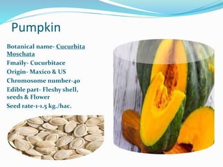 Pumpkin
Botanical name- Cucurbita
Moschata
Fmaily- Cucurbitace
Origin- Maxico & US
Chromosome number-40
Edible part- Fleshy shell,
seeds & Flower
Seed rate-1-1.5 kg./hac.
 