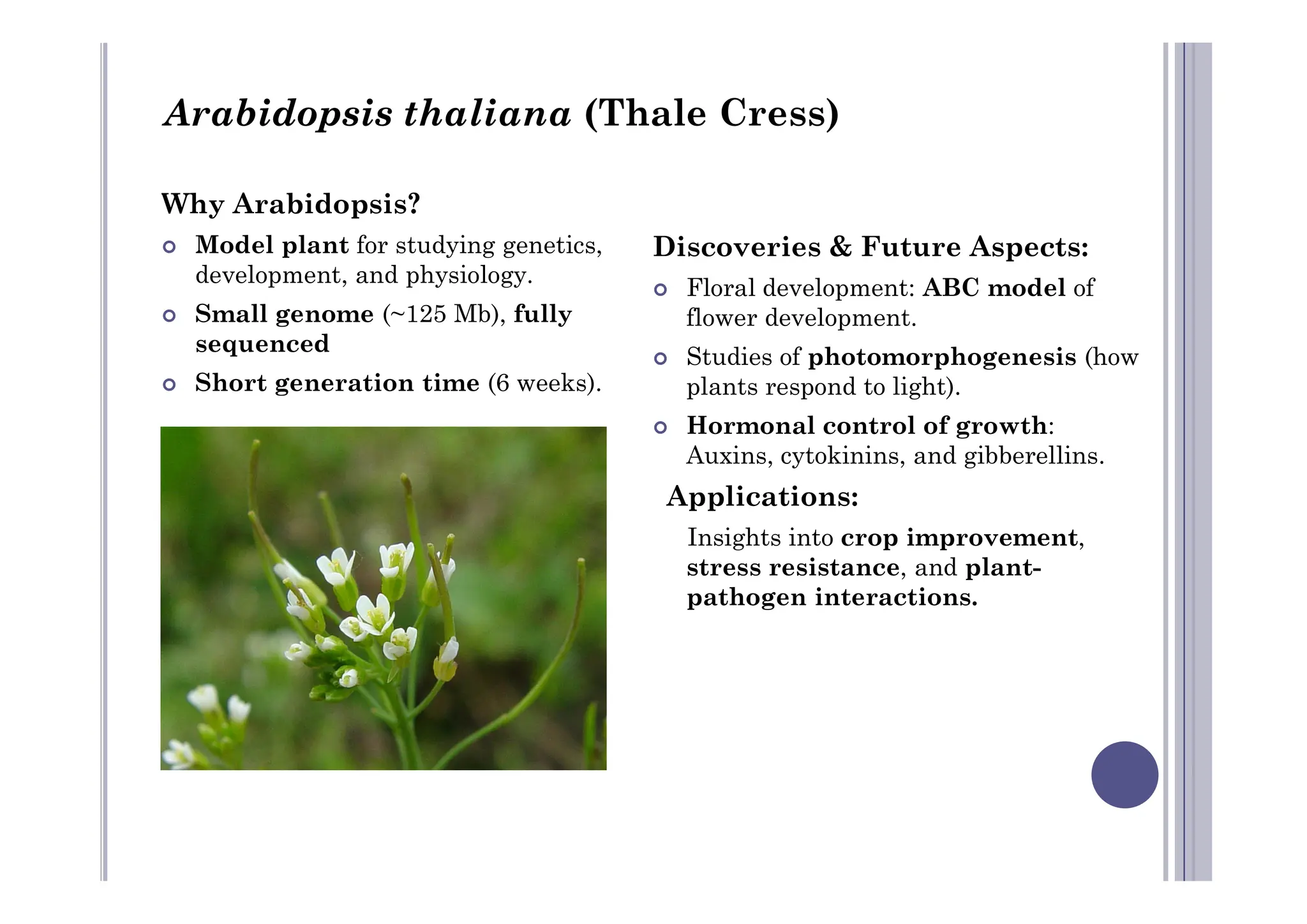 Why Arabidopsis?
 Model plant for studying genetics,
development, and physiology.
 Small genome (~125 Mb), fully
sequenced
 Short generation time (6 weeks).
Discoveries & Future Aspects:
 Floral development: ABC model of
flower development.
 Studies of photomorphogenesis (how
plants respond to light).
 Hormonal control of growth:
Auxins, cytokinins, and gibberellins.
Arabidopsis thaliana (Thale Cress)
Auxins, cytokinins, and gibberellins.
Applications:
Insights into crop improvement,
stress resistance, and plant-
pathogen interactions.
 