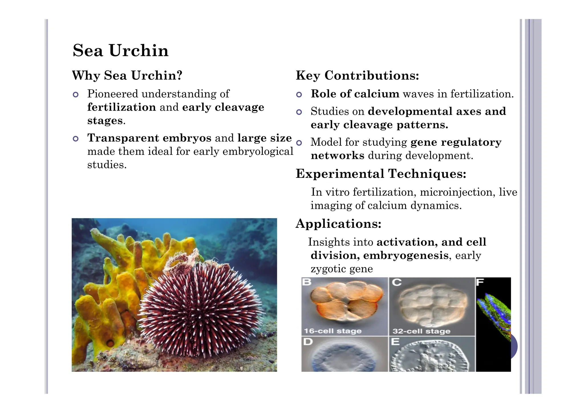 Why Sea Urchin?
 Pioneered understanding of
fertilization and early cleavage
stages.
 Transparent embryos and large size
made them ideal for early embryological
studies.
Key Contributions:
 Role of calcium waves in fertilization.
 Studies on developmental axes and
early cleavage patterns.
 Model for studying gene regulatory
networks during development.
Experimental Techniques:
In vitro fertilization, microinjection, live
imaging of calcium dynamics.
Sea Urchin
imaging of calcium dynamics.
Applications:
Insights into activation, and cell
division, embryogenesis, early
zygotic gene
 
