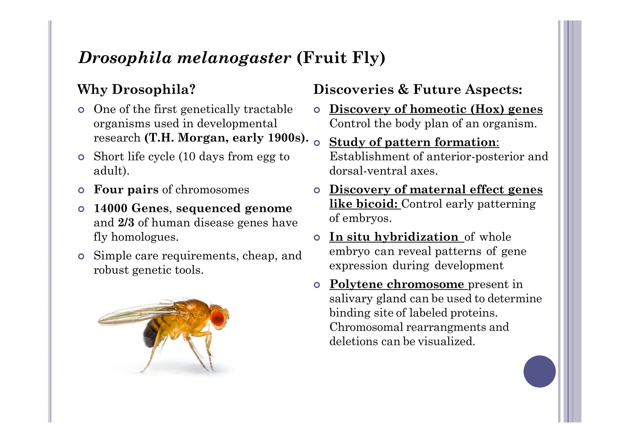 Why Drosophila?
 One of the first genetically tractable
organisms used in developmental
research (T.H. Morgan, early 1900s).
 Short life cycle (10 days from egg to
adult).
 Four pairs of chromosomes
 14000 Genes, sequenced genome
and 2/3 of human disease genes have
Discoveries & Future Aspects:
 Discovery of homeotic (Hox) genes
Control the body plan of an organism.
 Study of pattern formation:
Establishment of anterior-posterior and
dorsal-ventral axes.
 Discovery of maternal effect genes
like bicoid: Control early patterning
of embryos.
Drosophila melanogaster (Fruit Fly)
and 2/3 of human disease genes have
fly homologues.
 Simple care requirements, cheap, and
robust genetic tools.
of embryos.
 In situ hybridization of whole
embryo can reveal patterns of gene
expression during development
 Polytene chromosome present in
salivary gland can be used to determine
binding site of labeled proteins.
Chromosomal rearrangments and
deletions can be visualized.
 