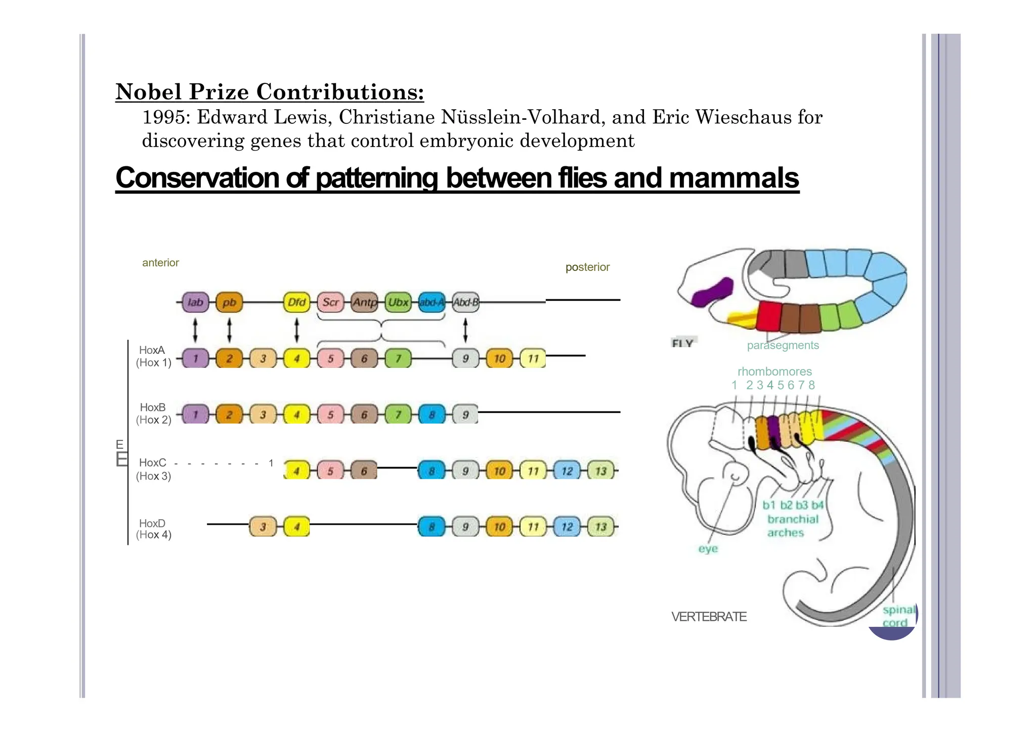 Nobel Prize Contributions:
1995: Edward Lewis, Christiane Nüsslein-Volhard, and Eric Wieschaus for
discovering genes that control embryonic development
Conservation of patterning between flies and mammals
anterior posterior
HoxA
(Hox 1)
parasegments
rhombomores
(Hox 1)
HoxB
(Hox 2)
E
E HoxC - - - - - - - 1
(Hox 3)
HoxD
(Hox 4)
rhombomores
1 2 3 4 5 6 7 8
VERTEBRATE
 