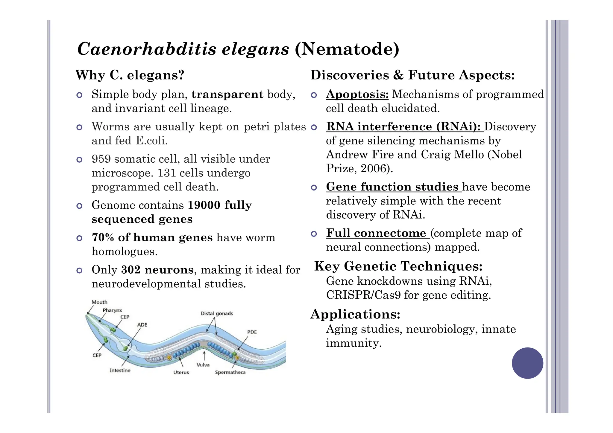 Why C. elegans?
 Simple body plan, transparent body,
and invariant cell lineage.
 Worms are usually kept on petri plates
and fed E.coli.
 959 somatic cell, all visible under
microscope. 131 cells undergo
programmed cell death.
 Genome contains 19000 fully
sequenced genes
Discoveries & Future Aspects:
 Apoptosis: Mechanisms of programmed
cell death elucidated.
 RNA interference (RNAi): Discovery
of gene silencing mechanisms by
Andrew Fire and Craig Mello (Nobel
Prize, 2006).
 Gene function studies have become
relatively simple with the recent
discovery of RNAi.
Caenorhabditis elegans (Nematode)
sequenced genes
 70% of human genes have worm
homologues.
 Only 302 neurons, making it ideal for
neurodevelopmental studies.
discovery of RNAi.
 Full connectome (complete map of
neural connections) mapped.
Key Genetic Techniques:
Gene knockdowns using RNAi,
CRISPR/Cas9 for gene editing.
Applications:
Aging studies, neurobiology, innate
immunity.
 