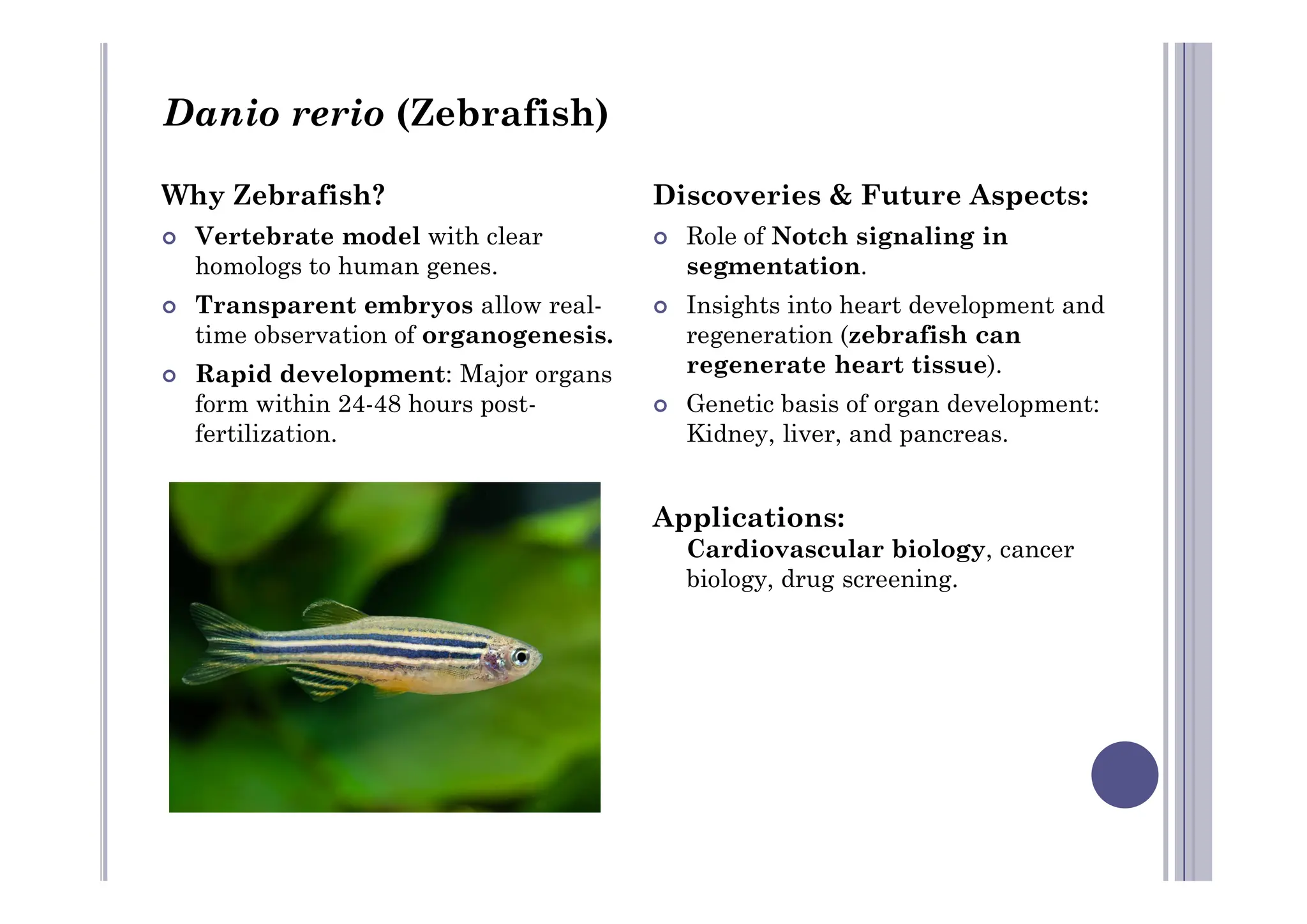 Why Zebrafish?
 Vertebrate model with clear
homologs to human genes.
 Transparent embryos allow real-
time observation of organogenesis.
 Rapid development: Major organs
form within 24-48 hours post-
fertilization.
Discoveries & Future Aspects:
 Role of Notch signaling in
segmentation.
 Insights into heart development and
regeneration (zebrafish can
regenerate heart tissue).
 Genetic basis of organ development:
Kidney, liver, and pancreas.
Danio rerio (Zebrafish)
Applications:
Cardiovascular biology, cancer
biology, drug screening.
 