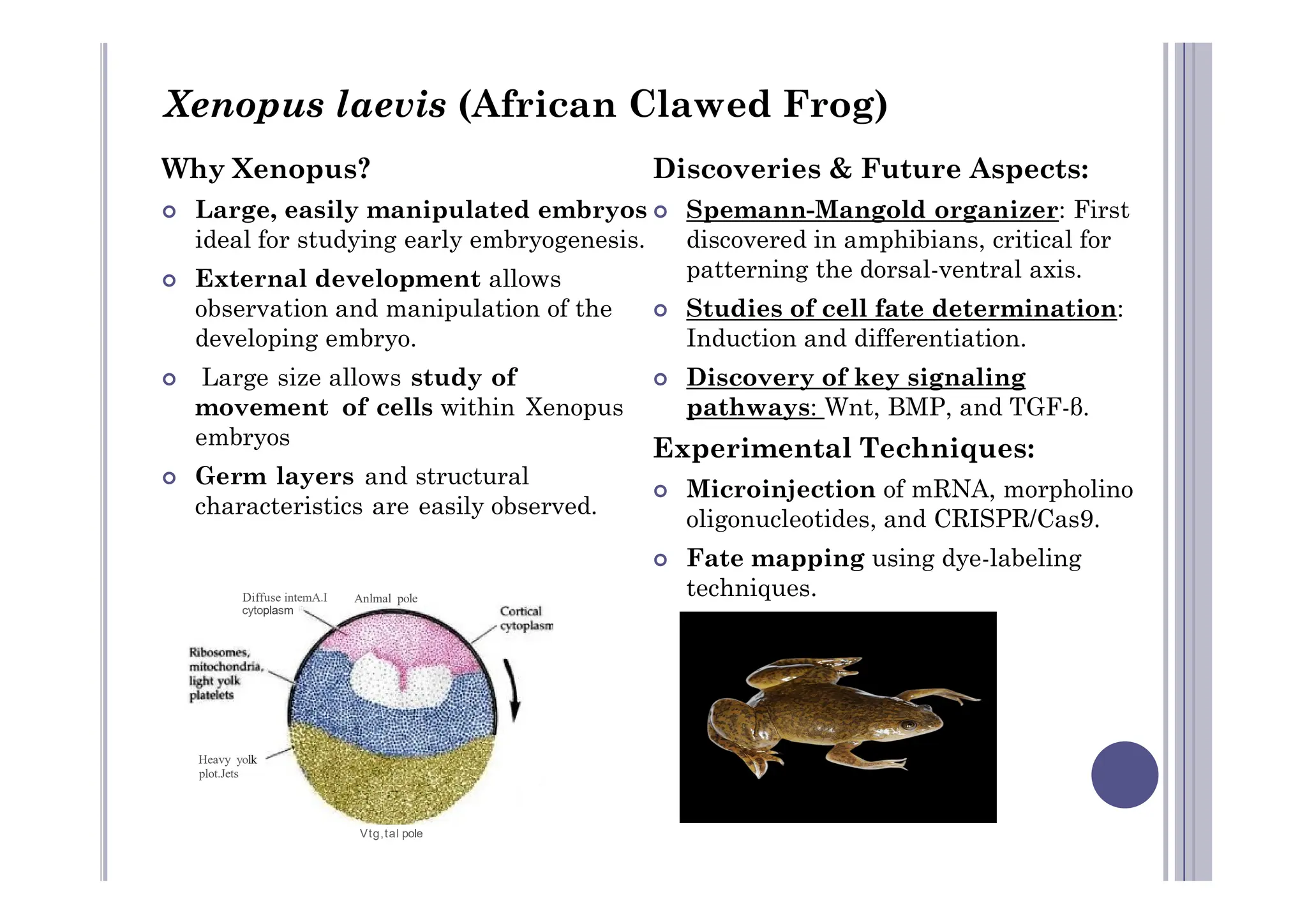 Why Xenopus?
 Large, easily manipulated embryos
ideal for studying early embryogenesis.
 External development allows
observation and manipulation of the
developing embryo.
 Large size allows study of
movement of cells within Xenopus
embryos
Germ layers and structural
Discoveries & Future Aspects:
 Spemann-Mangold organizer: First
discovered in amphibians, critical for
patterning the dorsal-ventral axis.
 Studies of cell fate determination:
Induction and differentiation.
 Discovery of key signaling
pathways: Wnt, BMP, and TGF-β.
Experimental Techniques:
Xenopus laevis (African Clawed Frog)
 Germ layers and structural
characteristics are easily observed.
Experimental Techniques:
 Microinjection of mRNA, morpholino
oligonucleotides, and CRISPR/Cas9.
 Fate mapping using dye-labeling
techniques.
Diffuse intemA.I
cytoplasm
Anlmal pole
Heavy yolk
plot.Jets
Vtg,tal pole
 