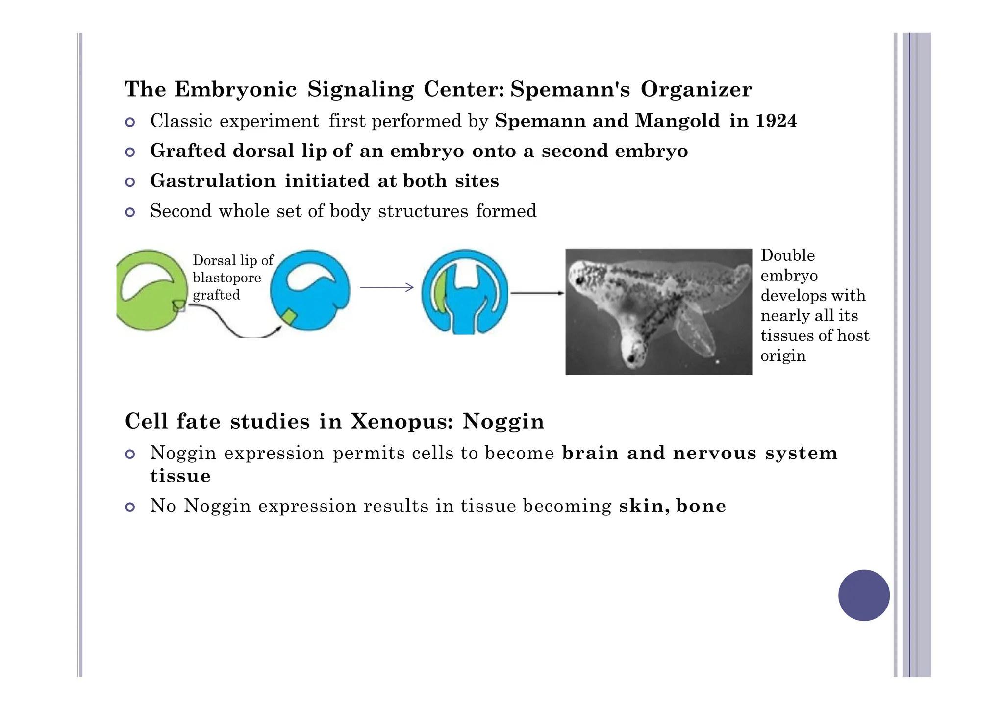 The Embryonic Signaling Center: Spemann's Organizer
 Classic experiment first performed by Spemann and Mangold in 1924
 Grafted dorsal lip of an embryo onto a second embryo
 Gastrulation initiated at both sites
 Second whole set of body structures formed
Double
embryo
develops with
nearly all its
tissues of host
origin
Dorsal lip of
blastopore
grafted
Cell fate studies in Xenopus: Noggin
 Noggin expression permits cells to become brain and nervous system
tissue
 No Noggin expression results in tissue becoming skin, bone
origin
 