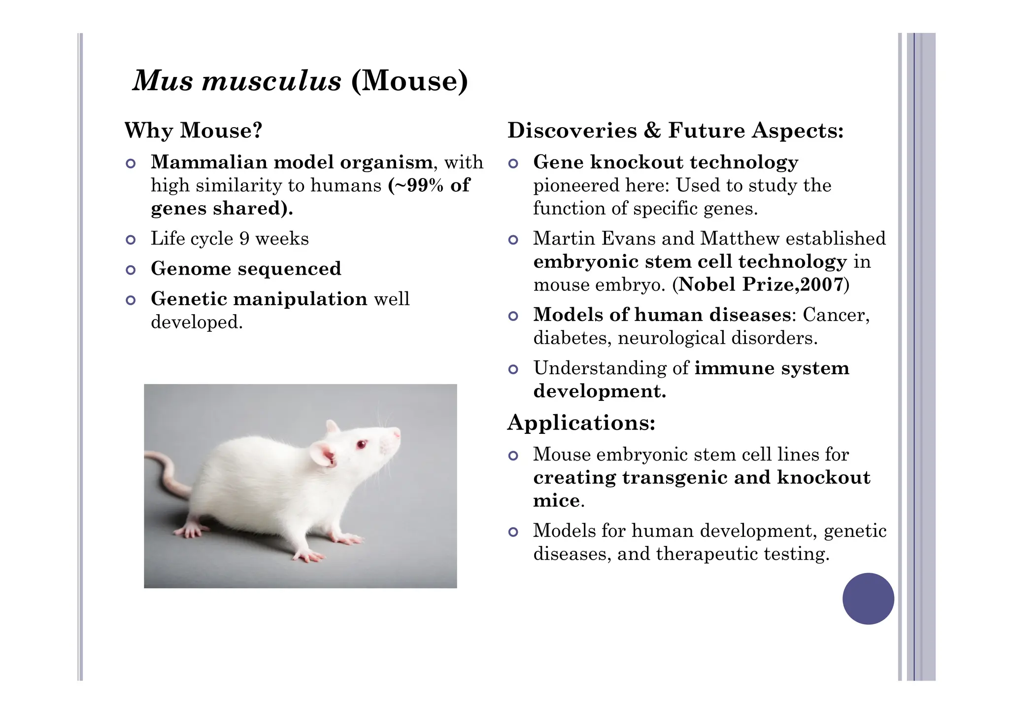 Why Mouse?
 Mammalian model organism, with
high similarity to humans (~99% of
genes shared).
 Life cycle 9 weeks
 Genome sequenced
 Genetic manipulation well
developed.
Discoveries & Future Aspects:
 Gene knockout technology
pioneered here: Used to study the
function of specific genes.
 Martin Evans and Matthew established
embryonic stem cell technology in
mouse embryo. (Nobel Prize,2007)
 Models of human diseases: Cancer,
diabetes, neurological disorders.
Understanding of immune system
Mus musculus (Mouse)
 Understanding of immune system
development.
Applications:
 Mouse embryonic stem cell lines for
creating transgenic and knockout
mice.
 Models for human development, genetic
diseases, and therapeutic testing.
 