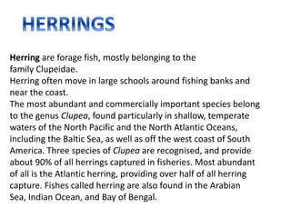Herring are forage fish, mostly belonging to the
family Clupeidae.
Herring often move in large schools around fishing banks and
near the coast.
The most abundant and commercially important species belong
to the genus Clupea, found particularly in shallow, temperate
waters of the North Pacific and the North Atlantic Oceans,
including the Baltic Sea, as well as off the west coast of South
America. Three species of Clupea are recognised, and provide
about 90% of all herrings captured in fisheries. Most abundant
of all is the Atlantic herring, providing over half of all herring
capture. Fishes called herring are also found in the Arabian
Sea, Indian Ocean, and Bay of Bengal.
 