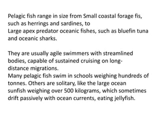 Pelagic fish range in size from Small coastal forage fis,
such as herrings and sardines, to
Large apex predator oceanic fishes, such as bluefin tuna
and oceanic sharks.
They are usually agile swimmers with streamlined
bodies, capable of sustained cruising on long-
distance migrations.
Many pelagic fish swim in schools weighing hundreds of
tonnes. Others are solitary, like the large ocean
sunfish weighing over 500 kilograms, which sometimes
drift passively with ocean currents, eating jellyfish.
 