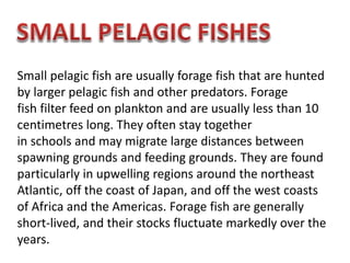 Small pelagic fish are usually forage fish that are hunted
by larger pelagic fish and other predators. Forage
fish filter feed on plankton and are usually less than 10
centimetres long. They often stay together
in schools and may migrate large distances between
spawning grounds and feeding grounds. They are found
particularly in upwelling regions around the northeast
Atlantic, off the coast of Japan, and off the west coasts
of Africa and the Americas. Forage fish are generally
short-lived, and their stocks fluctuate markedly over the
years.
 