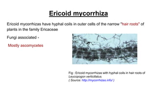 Ericoid mycorrhiza
Ericoid mycorrhizas have hyphal coils in outer cells of the narrow "hair roots" of
plants in the family Ericaceae
Fungi associated -
Mostly ascomycetes
Fig : Ericoid mycorrhizas with hyphal coils in hair roots of
Leucopogon verticillatus.
( Source: http://mycorrhizas.info/ )
 
