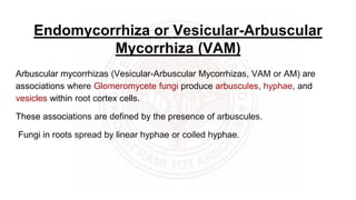 Endomycorrhiza or Vesicular-Arbuscular
Mycorrhiza (VAM)
Arbuscular mycorrhizas (Vesicular-Arbuscular Mycorrhizas, VAM or AM) are
associations where Glomeromycete fungi produce arbuscules, hyphae, and
vesicles within root cortex cells.
These associations are defined by the presence of arbuscules.
Fungi in roots spread by linear hyphae or coiled hyphae.
 