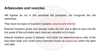 Arbescules and vesicles
AM hyphae do not in fact penetrate the protoplast, but invaginate the cell
membrane.
They have two types of mycelium systems: external and internal
External mycelium grows and spreads inside the soil, and is able to ease into the
tiny pores of the soil where plant roots are normally out of reach.
Internal mycelium grows in between and inside the parenchymatous cells of the
host plant roots and create many branches known as arbuscules within the plant
root cells.
 
