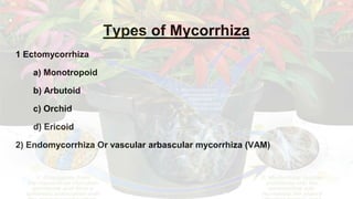 Types of Mycorrhiza
1 Ectomycorrhiza
a) Monotropoid
b) Arbutoid
c) Orchid
d) Ericoid
2) Endomycorrhiza Or vascular arbascular mycorrhiza (VAM)
 