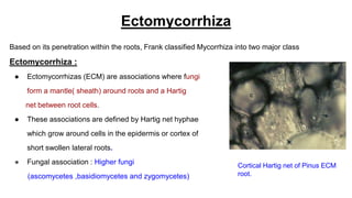 Ectomycorrhiza
Based on its penetration within the roots, Frank classified Mycorrhiza into two major class
Ectomycorrhiza :
● Ectomycorrhizas (ECM) are associations where fungi
form a mantle( sheath) around roots and a Hartig
net between root cells.
● These associations are defined by Hartig net hyphae
which grow around cells in the epidermis or cortex of
short swollen lateral roots.
● Fungal association : Higher fungi
(ascomycetes ,basidiomycetes and zygomycetes)
Cortical Hartig net of Pinus ECM
root.
 
