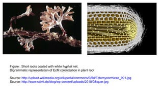Figure: Short roots coated with white hyphal net.
Digrammatic representation of EcM colonization in plant root
Source: http://upload.wikimedia.org/wikipedia/commons/9/9d/Ectomycorrhizae_001.jpg
Source: http://www.scivit.de/blog/wp-content/uploads/2010/08/quer.jpg
 