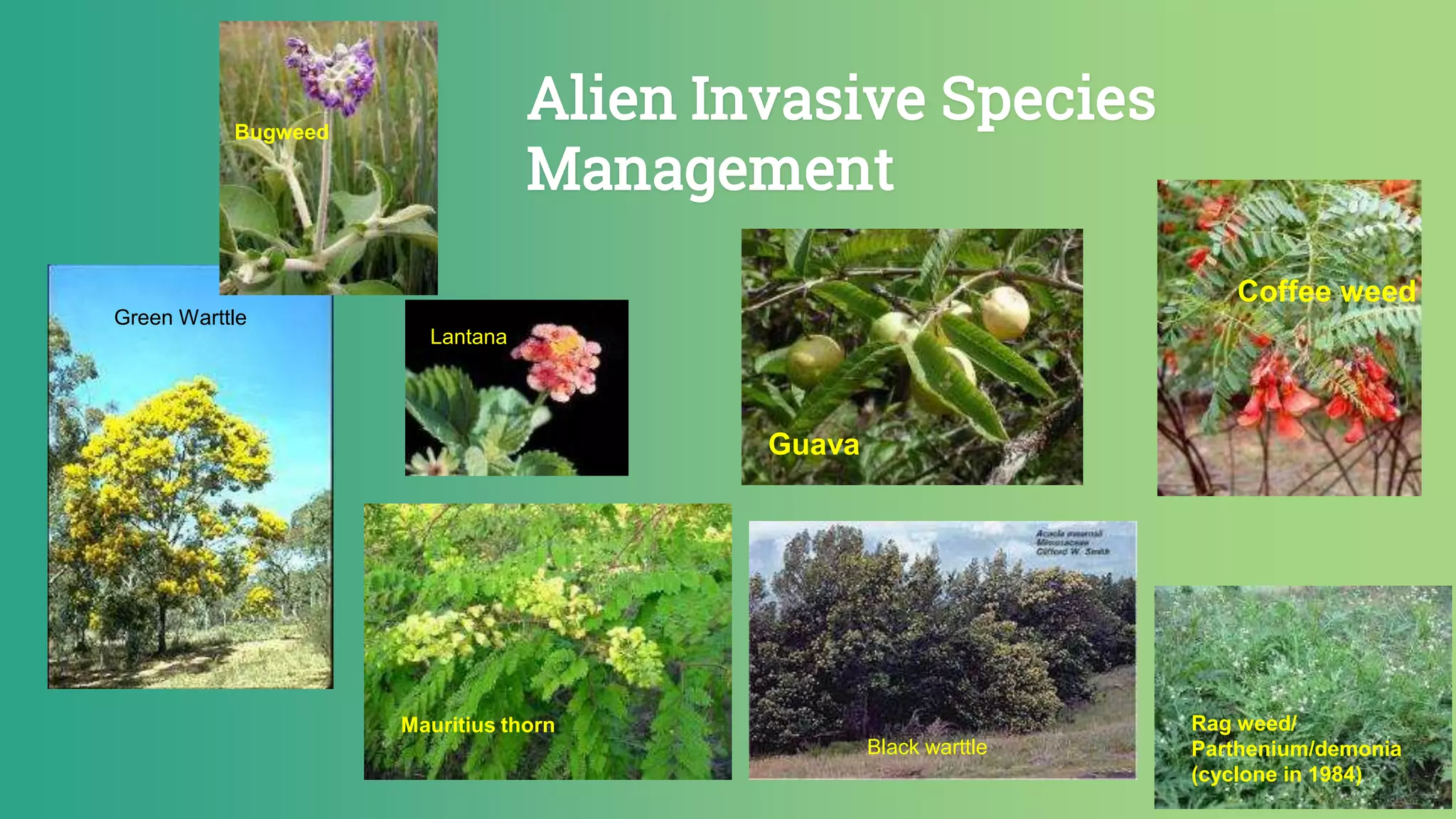 Alien Invasive Species
Management
Green Warttle
Mauritius thorn
Lantana
Guava
Coffee weed
Rag weed/
Parthenium/demonia
(cyclone in 1984)
Bugweed
Black warttle
 