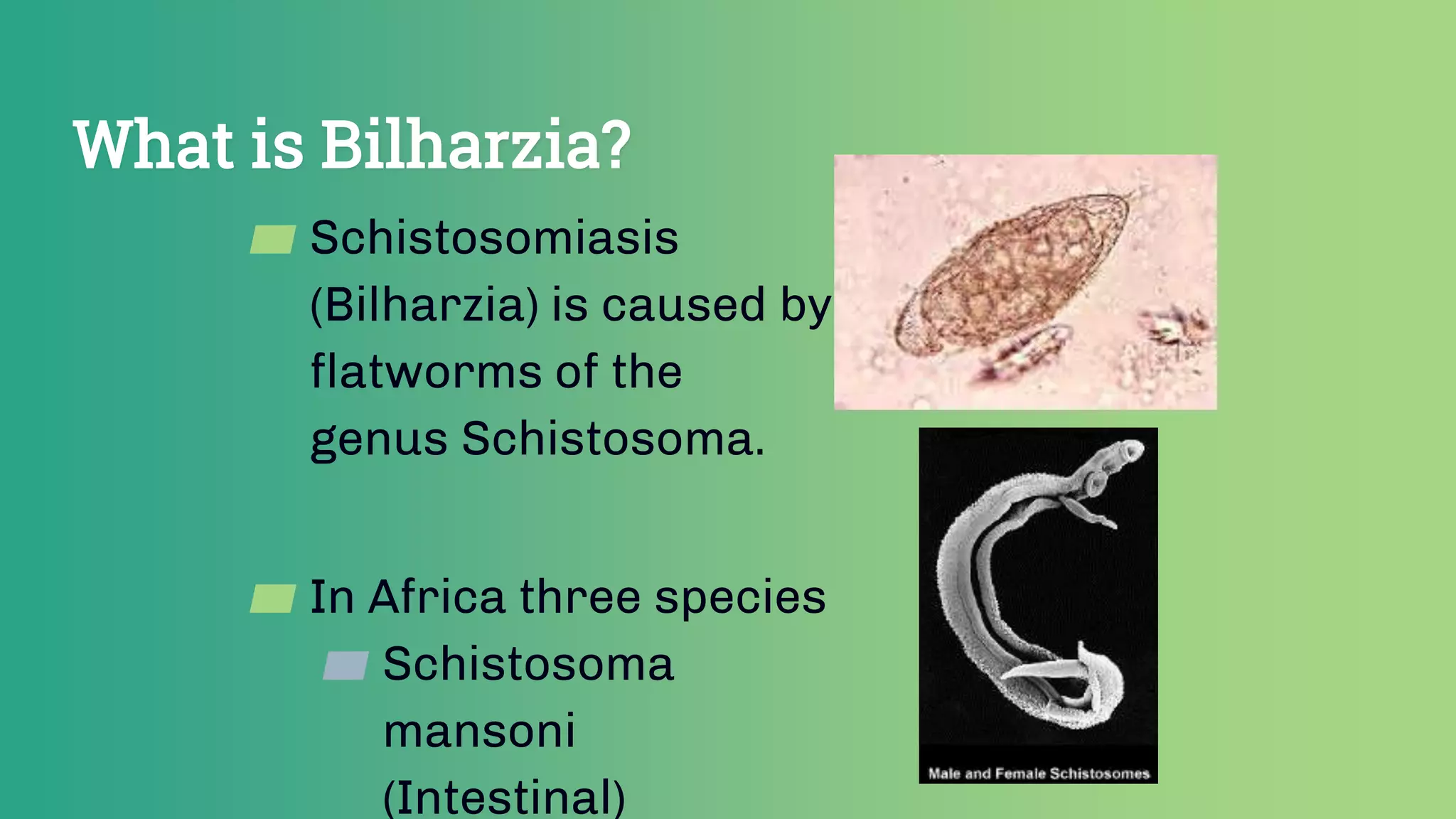 What is Bilharzia?
▰ Schistosomiasis
(Bilharzia) is caused by
flatworms of the
genus Schistosoma.
▰ In Africa three species
▰ Schistosoma
mansoni
(Intestinal)
 