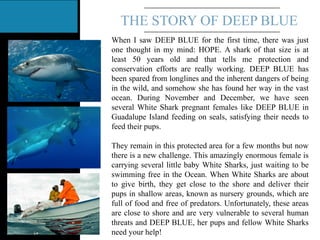 THE STORY OF DEEP BLUE
When I saw DEEP BLUE for the first time, there was just
one thought in my mind: HOPE. A shark of that size is at
least 50 years old and that tells me protection and
conservation efforts are really working. DEEP BLUE has
been spared from longlines and the inherent dangers of being
in the wild, and somehow she has found her way in the vast
ocean. During November and December, we have seen
several White Shark pregnant females like DEEP BLUE in
Guadalupe Island feeding on seals, satisfying their needs to
feed their pups.
They remain in this protected area for a few months but now
there is a new challenge. This amazingly enormous female is
carrying several little baby White Sharks, just waiting to be
swimming free in the Ocean. When White Sharks are about
to give birth, they get close to the shore and deliver their
pups in shallow areas, known as nursery grounds, which are
full of food and free of predators. Unfortunately, these areas
are close to shore and are very vulnerable to several human
threats and DEEP BLUE, her pups and fellow White Sharks
need your help!
 
