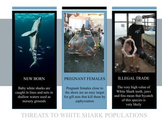 NEW BORN
Baby white sharks are
caught in lines and nets in
shallow waters used as
nursery grounds
PREGNANT FEMALES
Pregnan...
