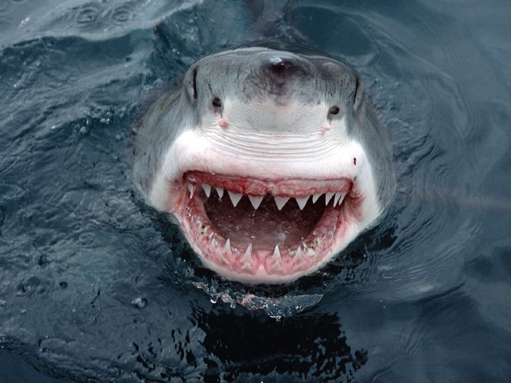 Deep Blue Sea Wallpapers