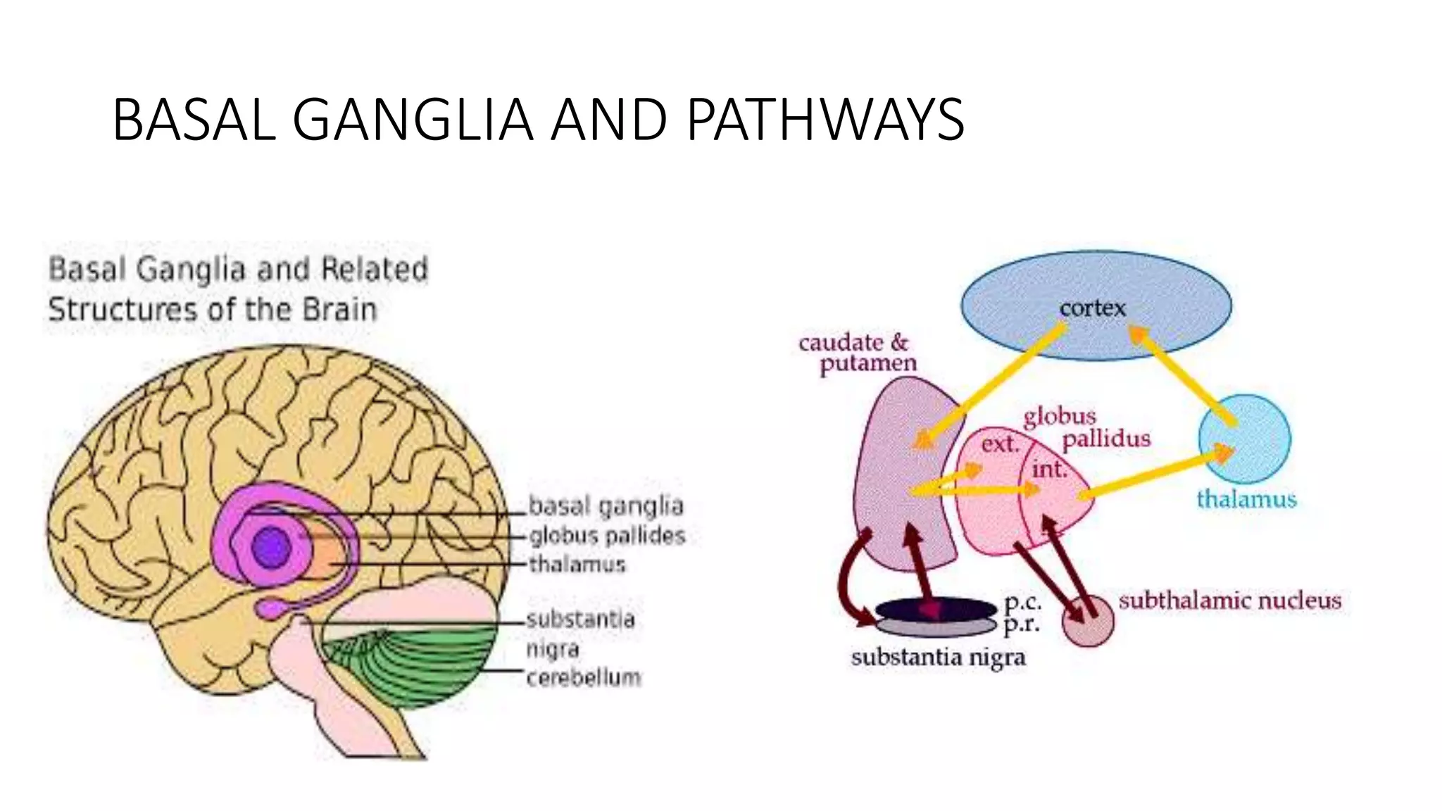 BASAL GANGLIA AND PATHWAYS
 