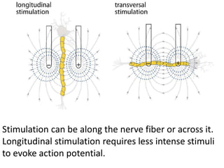Stimulation can be along the nerve fiber or across it.
Longitudinal stimulation requires less intense stimuli
to evoke action potential.
 