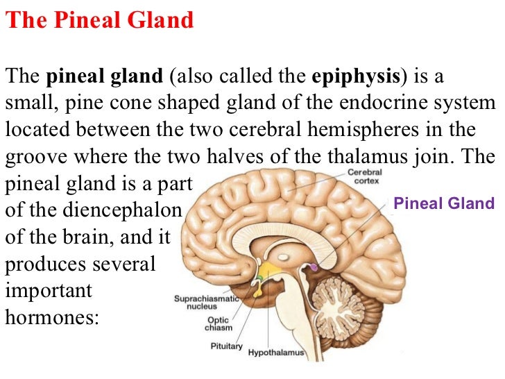Deep brain structures
