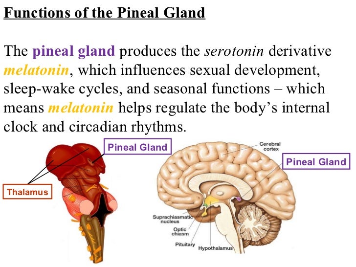 Deep brain structures