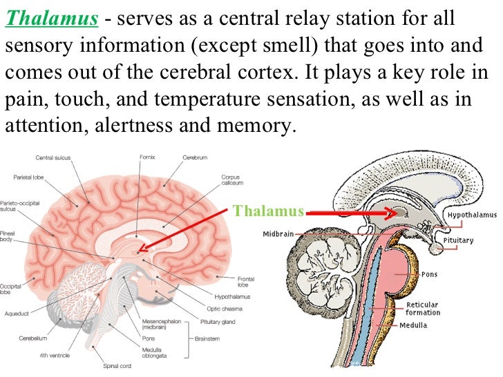 Deep brain structures