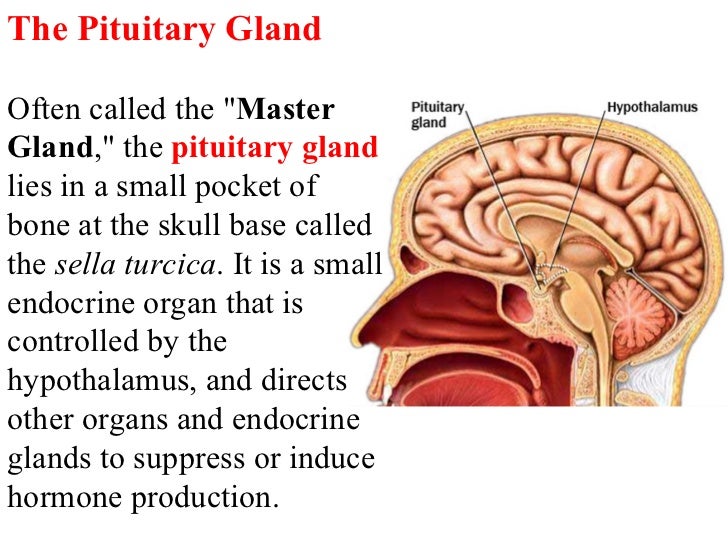 Deep brain structures