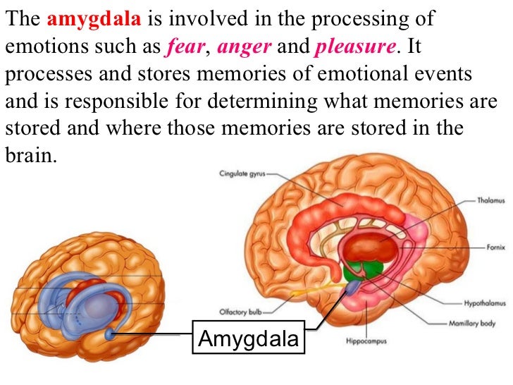 Deep brain structures