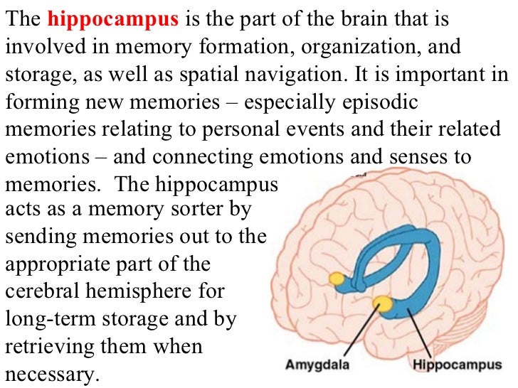 Part Of Brain Stores Memory Pictures to Pin on Pinterest - PinsDaddy