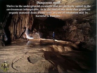 Dangerous mold
Thrive in the underground creatures that are perfectly suited to the
environment inhospitable. As in the case of this mold that grows on
  organic material dead. Please note, in case of inhalation may be
                       harmful to humans.
 
