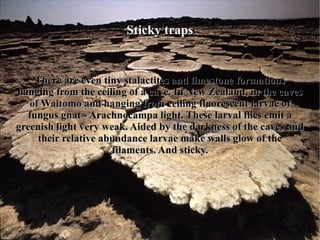 Sticky traps


                             Sticky traps

    There are even tiny stalactites and limestone formations
hanging from the ceiling of a cave. In New Zealand, in the caves
   of Waitomo and hanging from ceiling fluorescent larvae of
  fungus gnat - Arachnocampa light. These larval flies emit a
greenish light very weak. Aided by the darkness of the caves and
     their relative abundance larvae make walls glow of the
                      filaments. And sticky.
 