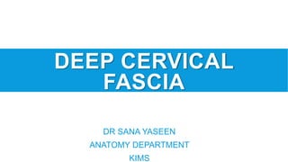 DEEP CERVICAL
FASCIA
DR SANA YASEEN
ANATOMY DEPARTMENT
KIMS
 